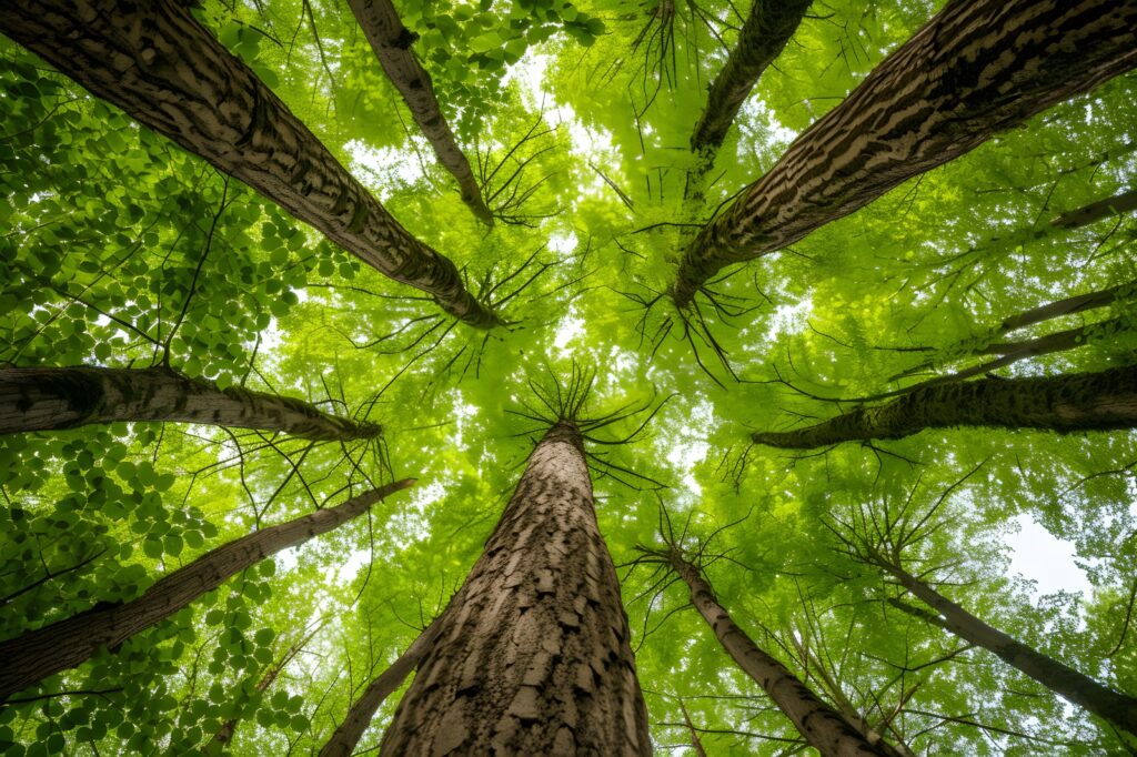 Brasil avança em Patentes Verdes, aliadas na redução de impactos ambientais e promoção do desenvolvimento sustentável